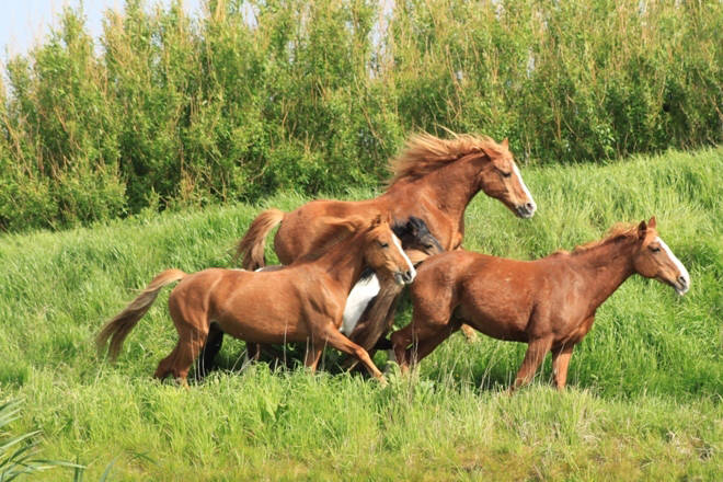 Reiten am Strand im Urlaub
